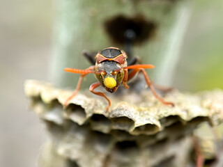 Close up of paper wasps in their nest, paper wasps (Polistinae)