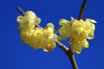 甘い香りを漂わせ咲く