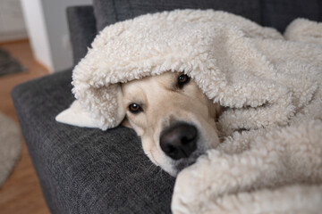 Golden retriever dog sleeping on a couch under a warm blanket
