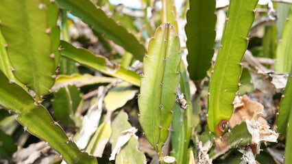 Close-Up of Cactus Plant with Sharp Spines and Green Foliage