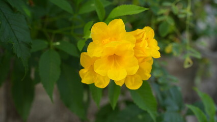 Bright Yellow Flowers in Natural Setting Surrounded by Green Leaves