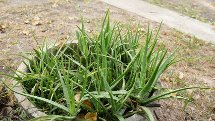 Green Aloe Vera Plant in a Round Stone Planter on Dry Ground