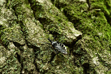 ヨコヅナサシガメ