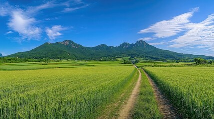 Fototapeta premium Scenic View of Lush Green Rice Fields Beneath Clear Blue Sky