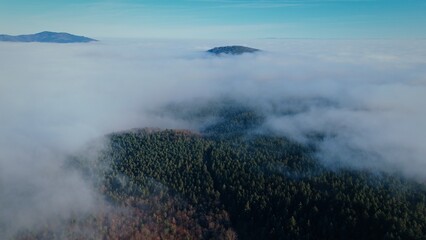 A sea of clouds above a forest