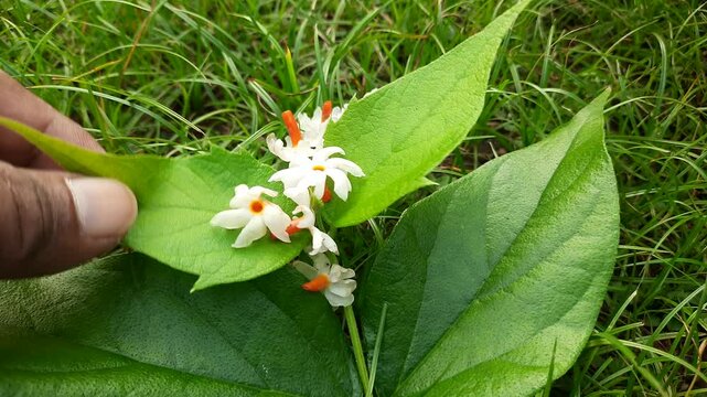 Nyctanthes arbor tristis flower. It's other names &nbsp;night blooming jasmine, tree of sorrow flower, coral jasmine and  shiuli. Harsigar or parijat flower. White flower. 

