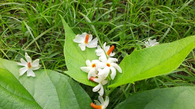 Nyctanthes arbor tristis flower. It's other names &nbsp;night blooming jasmine, tree of sorrow flower, coral jasmine and  shiuli. Harsigar or parijat flower. White flower. 
