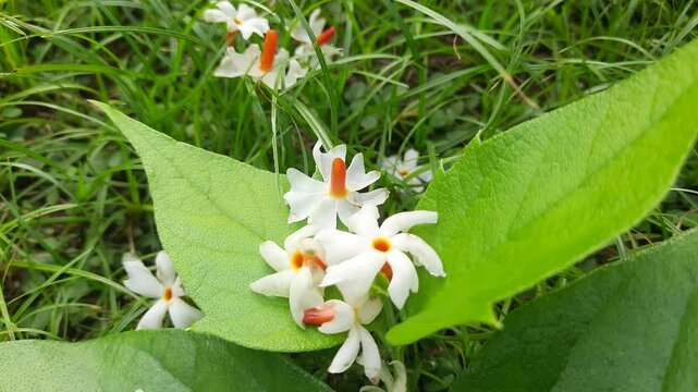 Nyctanthes arbor tristis flower. It's other names &nbsp;night blooming jasmine, tree of sorrow flower, coral jasmine and  shiuli. Harsigar or parijat flower. White flower. 
