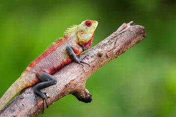 lizard on a tree