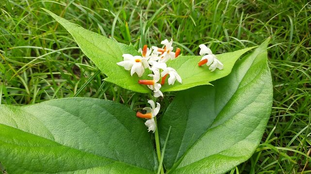 Nyctanthes arbor tristis flower. It's other names &nbsp;night blooming jasmine, tree of sorrow flower, coral jasmine and  shiuli. Harsigar or parijat flower. White flower. 

