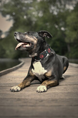 Dog posing on wooden bridge on lake in summer nature
