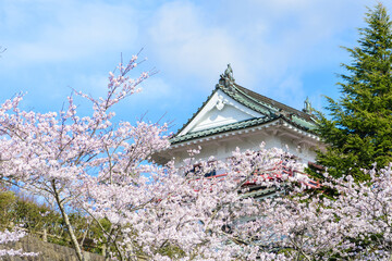 春 涌谷城　満開の桜
