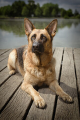 Dog posing on wooden bridge on lake in summer nature