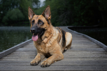 Dog posing on wooden bridge on lake in summer nature