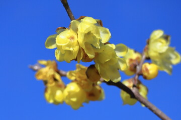 甘い香りを漂わせ咲く