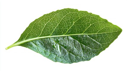 A pristine lettuce leaf, glistening with droplets, lies isolated against a clean background, emphasizing its vivid green color and intricate vein patterns in natural light