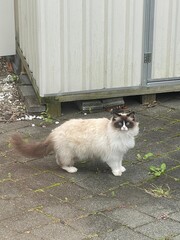 cat in the garden