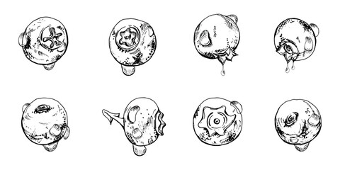 Blueberry blackberry with drops hand drawn in ink vector, forest berry bilberry huckleberry blackthorn sloe fruit. Botanical isolated elements set illustration. Restaurant, cafe menu, farmers market © Elena