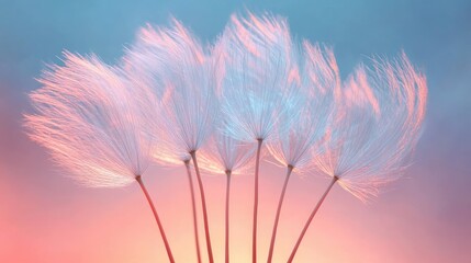 Delicate dandelion seed head with fluffy white seeds standing against a vibrant sunset sky, creating a serene, dreamy vibe.