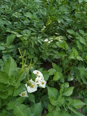 Potato flower blooming, potato white flowers on farm field. Potato plant bush with blossom flower. Farm field, flowering plant, macro shot.