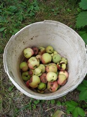 Rotten apples. A bucket filled with rotten apples. Lost crop. Sun baked and spoiled fruits. Heat and global warming. Food crisis in the world. Products unsuitable for consumption