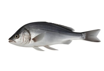 Fototapeta premium A whole fish with a streamlined body, featuring a silver-gray coloration on its sides and a darker back. The fish has a prominent eye and a slightly forked tail. The background is plain white, emphasi