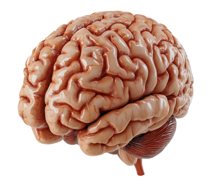 Realistic human brain showing. Isolated on white and transparent background