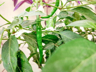 Bunch of green chilies on plant Chili pepper at home Garden
