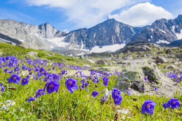 Obraz premium Blue аquilegia flowers in the Yeshtu valley. Altai mountains. Russia