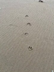 footprints in sand