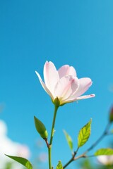 Fototapeta premium A delicate flower blooming against a bright blue sky with some scattered leaves in the foreground, sunlight, cloudless sky