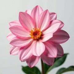 Fototapeta premium A Distelblume in full bloom against a white background, bright, gardenia, colors