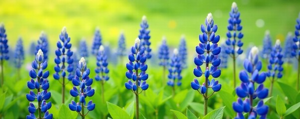 Fototapeta premium A field of tall blue lupines swaying in the breeze against a bright green landscape, blue flowers on green background, open spaces, wind-blown grasses