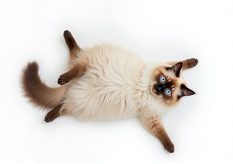 A Ragdoll cat sprawled elegantly, its semi-long fur and bright blue eyes glowing under naturalistic studio lighting, captured from a bird's-eye view with the white background providing a clean contras