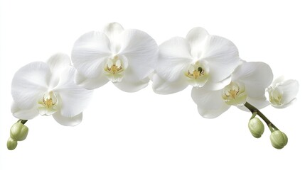 Elegant white phalaenopsis orchids arranged in an arc on a white background.