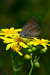 Lilagold-Feuerfalter // Purple-edged copper (Lycaena hippothoe) - Montenegro