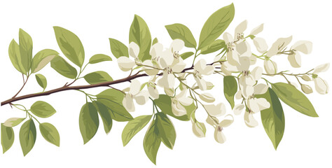 Vintage-inspired botanical art showcasing a black locust flower with white delicate blooms, ideal for adding elegance to both spring and winter spaces.