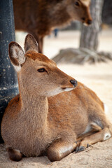 Fototapeta premium Portrait of deer sitting on a shore on Miyajima island, Japan