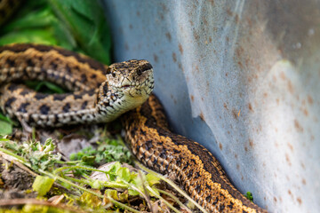 Hungarian meadow viper in the grass