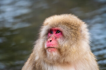 Naklejka premium Angry snow monkey (Japanese Macaque) in a hot water, Nagano, Japan
