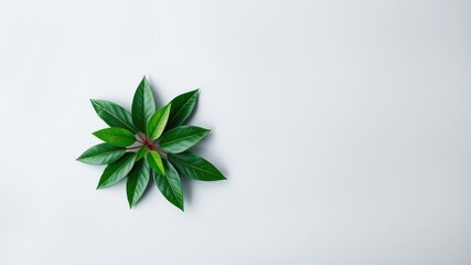 A vibrant cluster of lush green leaves arranged in a circular pattern on a minimalist gray backdrop