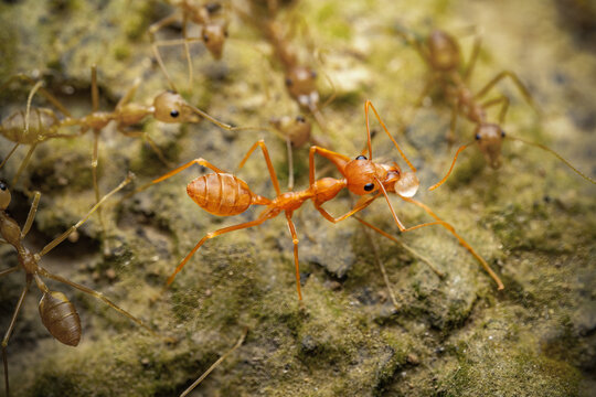 Close up of a weaver ant or croto ant, an ant with a Latin name (Oecophylla smaragdina), macro shot of a weaver ant walking on a tree branch