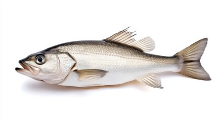 Fresh, whole sea bass fish isolated on white background.