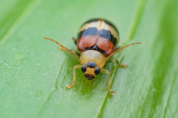 Leaf beetle (Podontia quatuordecimpunctata) resting on branch. Closeup of a small red colorful weevil , Apoderus coryli , on a green leaf