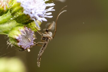 Adult Non-biting Midge of the Family Chironomidae