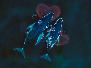 A couple of whales in love in the open sea. Valentine's Day Greeting Card