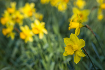 Fototapeta premium The daffodil, yellow narcissus flowers in a park