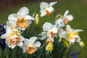 Fototapeta premium spring flowers in the garden - narcissus, tulips, hyacinth flowers