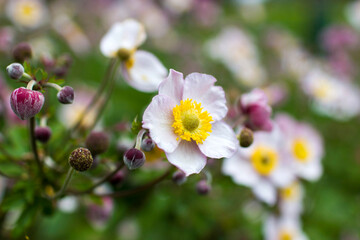 Obraz premium anemone flowers in a garden - soft focus
