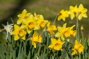 The daffodil, yellow narcissus flowers in a park